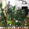 How Tending to Air Purifying Plants Can Help You Stop Self-Sabotaging and Start Thriving