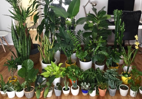 How Tending to Air Purifying Plants Can Help You Stop Self-Sabotaging and Start Thriving